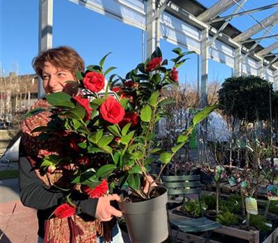 Camellia japonica