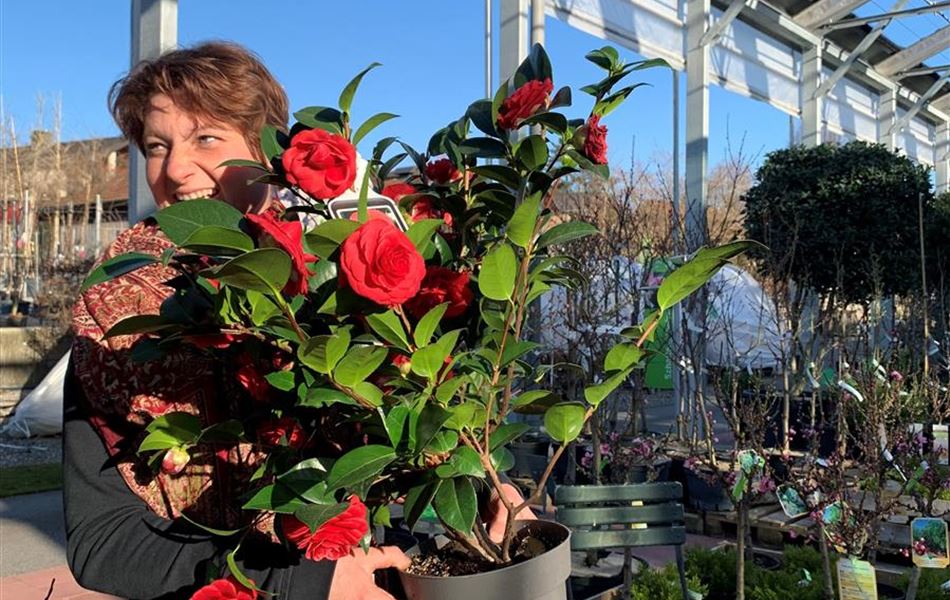 Camellia japonica Camellia japonica