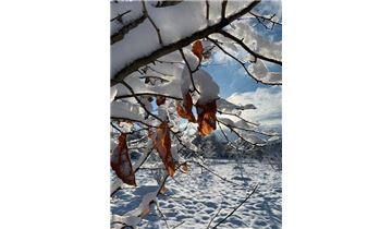 Gartenpflanzen Daepp