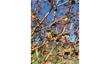 Gartenpflanzen Daepp