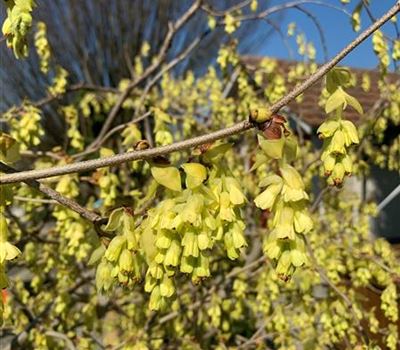 Corylopsis spicata