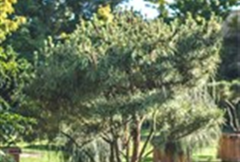 Mediterranes Flair zaubert die Japanische Strauchkiefer Pinus densiflora ‘Umbraculifera‘ in den Garten.