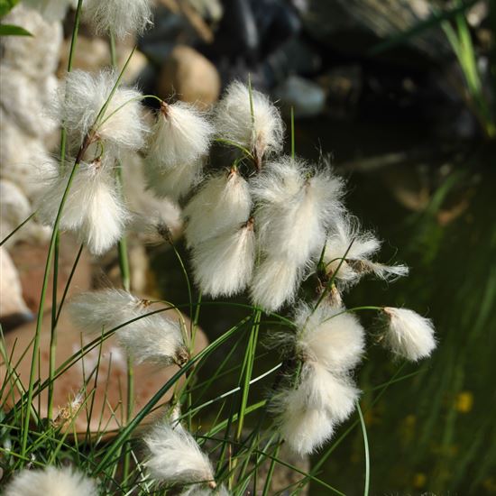 Eriophorum angustifolium Eriophorum angustifolium
