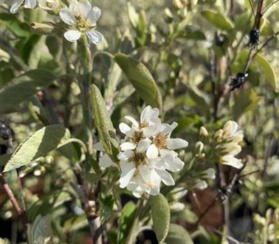 Amelanchier ovalis