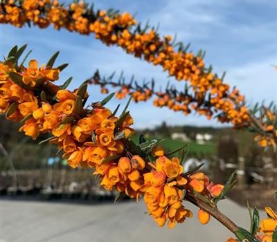 Berberis linearifolia 'Orange King'