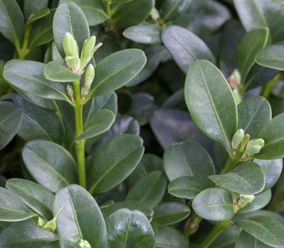 Buxus sempervirens 'Rotundifolia'