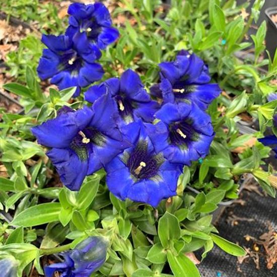 Gentiana acaulis