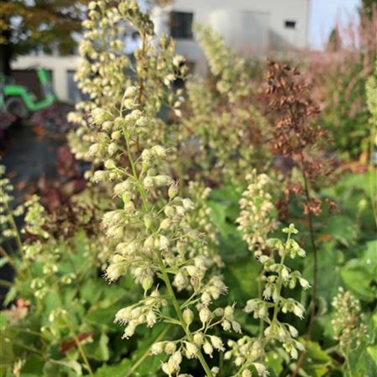 Heuchera villosa var. macrorrhiza Heuchera villosa var. macrorrhiza