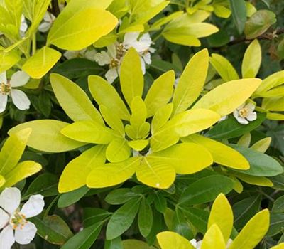 Choisya ternata 'Sundance'