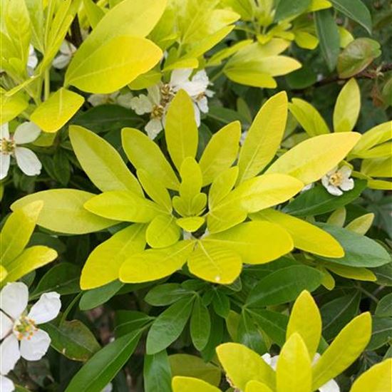 Choisya ternata 'Sundance' Choisya ternata 'Sundance'