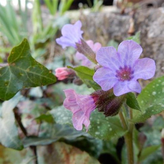 Pulmonaria angustifolia 'Blue Mist' Pulmonaria angustifolia 'Blue Mist'