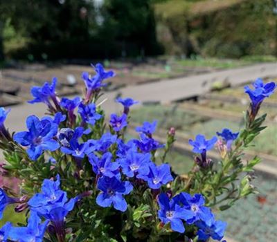 Glandora diffusa 'Heavenly Blue'
