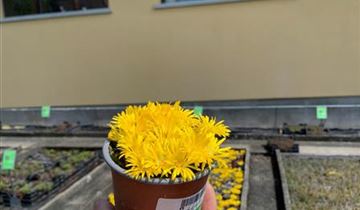 Bildvorschau