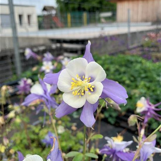 Aquilegia caerulea Aquilegia caerulea