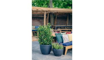 Gartenpflanzen Daepp
