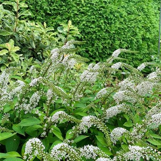 Lysimachia clethroides Lysimachia clethroides