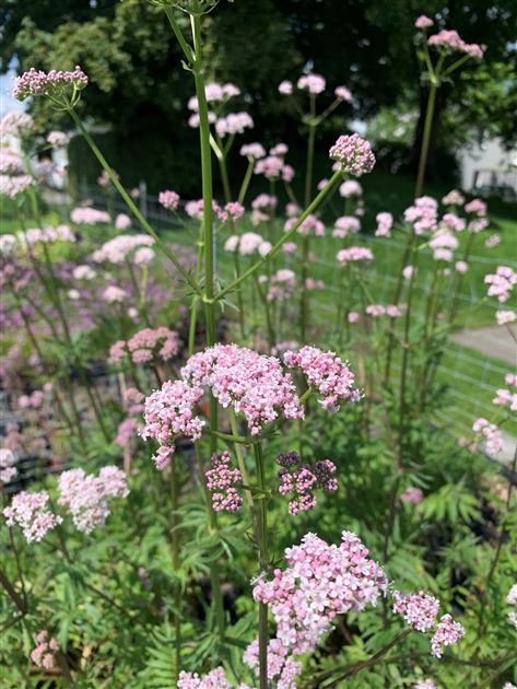 Valeriana officinalis, Gewhnlicher Baldrian - Gartenpflanzen Daepp