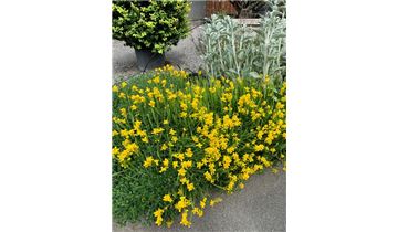 Gartenpflanzen Daepp