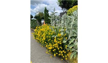 Gartenpflanzen Daepp