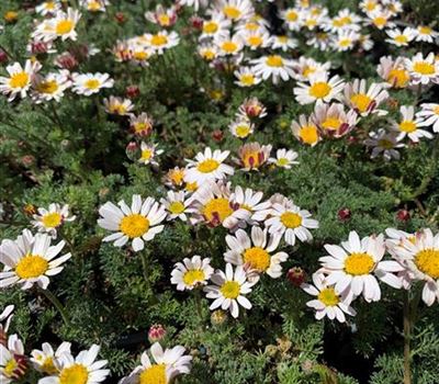 Anacyclus pyrethrum var. depressus