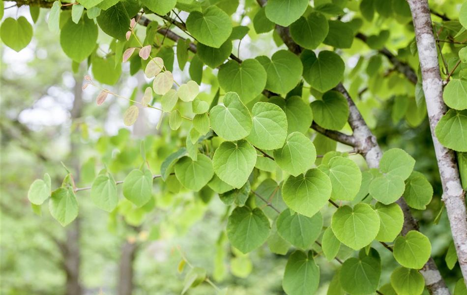 Cercidiphyllum japonicum Cercidiphyllum japonicum