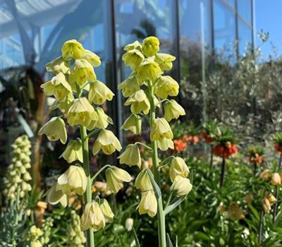 Fritillaria persica 'Ivory Bells'