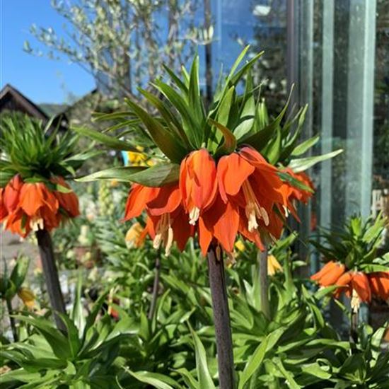 Frittilaria imp. 'Rubra Maxima' Frittilaria imp. 'Rubra Maxima'