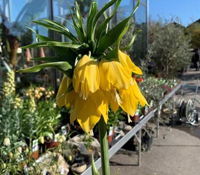 Fritillaria imperialis 'Lutea'