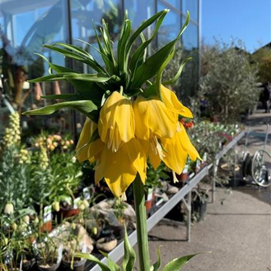 Fritillaria imperialis 'Lutea' Fritillaria imperialis 'Lutea'