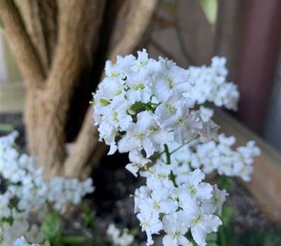 Cardamine trifolia