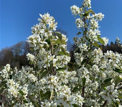 Amelanchier ovalis