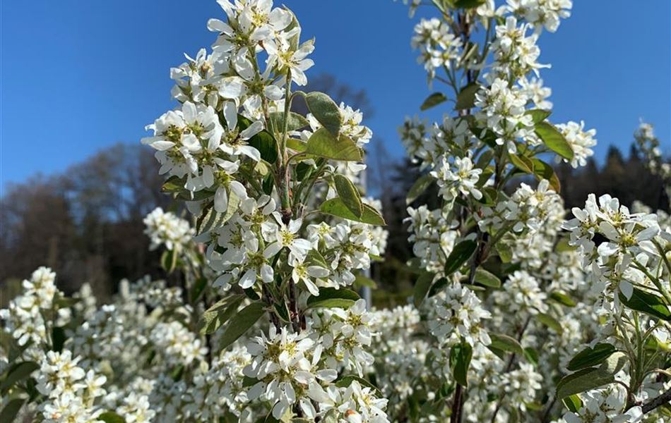 Amelanchier ovalis Amelanchier ovalis
