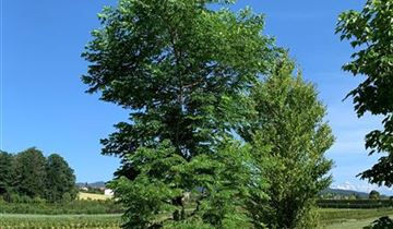 Bildvorschau