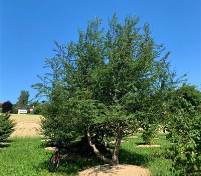 Nothofagus antarctica Solitär