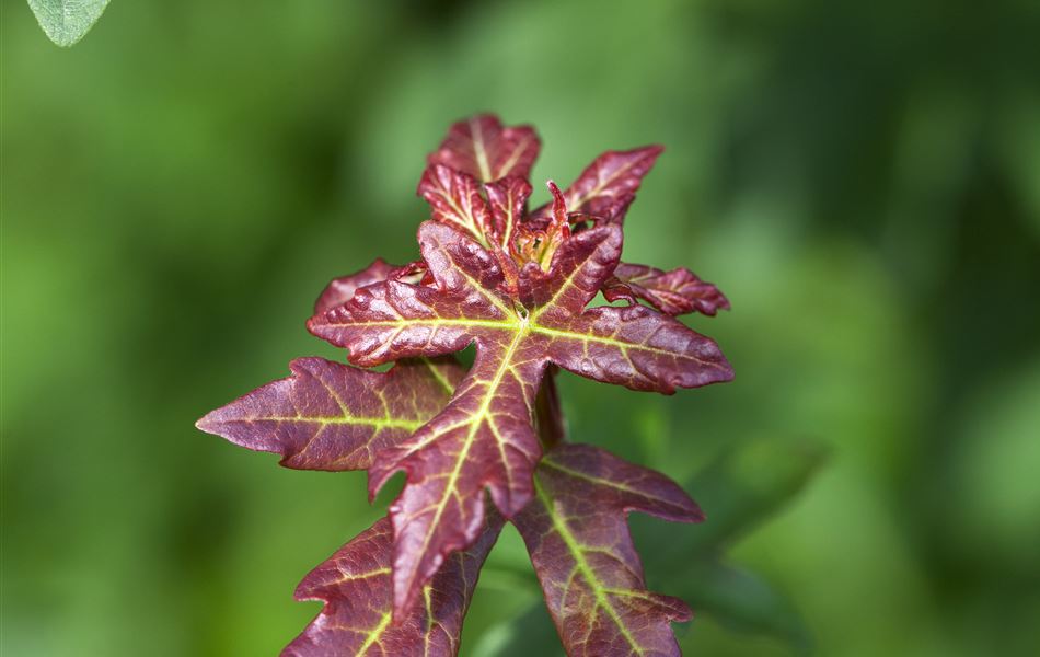 Acer campestre Acer campestre