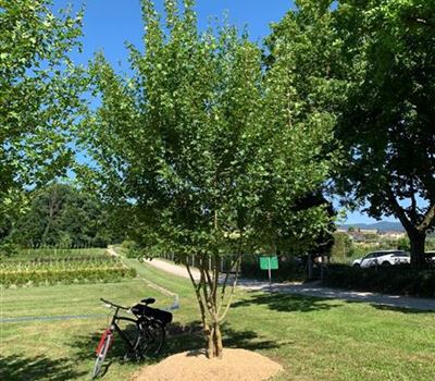 Acer campestre Einzelstück