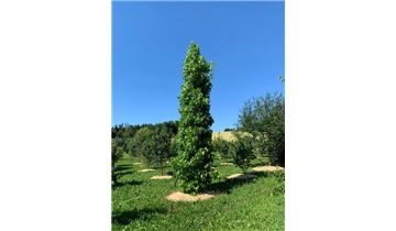 Gartenpflanzen Daepp