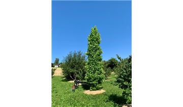 Gartenpflanzen Daepp