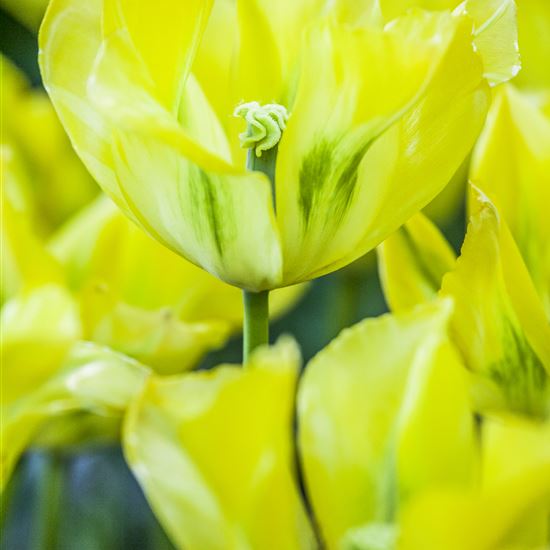 Tulipa 'Yellow Spring Green'