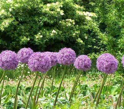 Allium 'Ambassador'