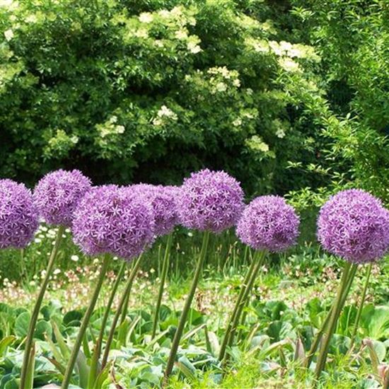 Allium 'Ambassador' Allium 'Ambassador'