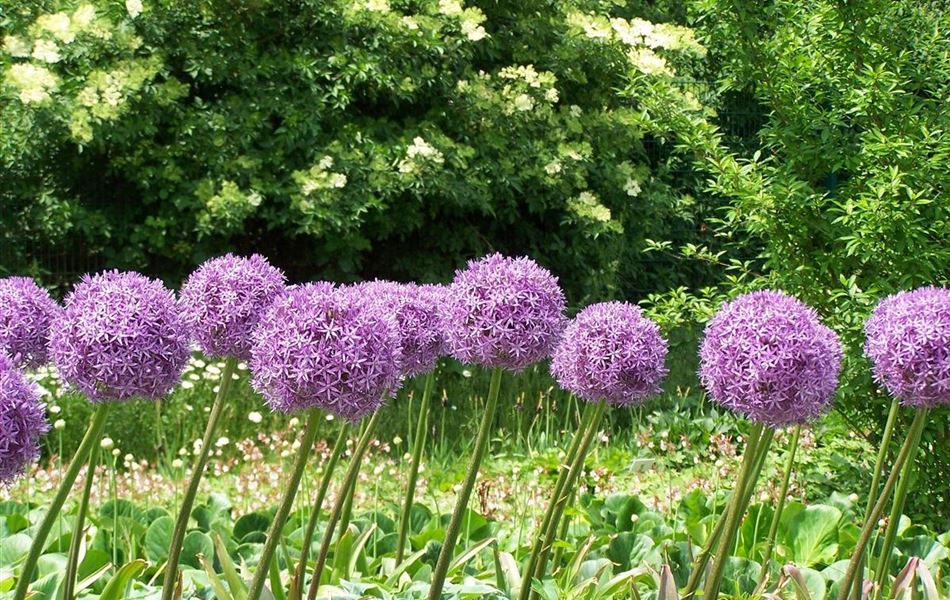Allium 'Ambassador' Allium 'Ambassador'