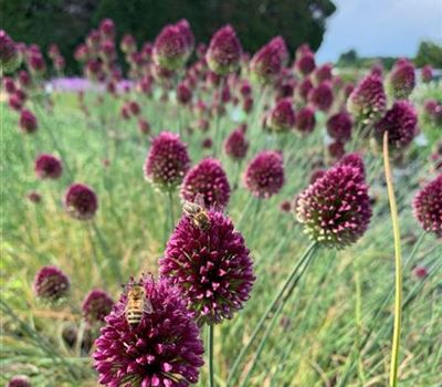 Allium sphaerocephalon