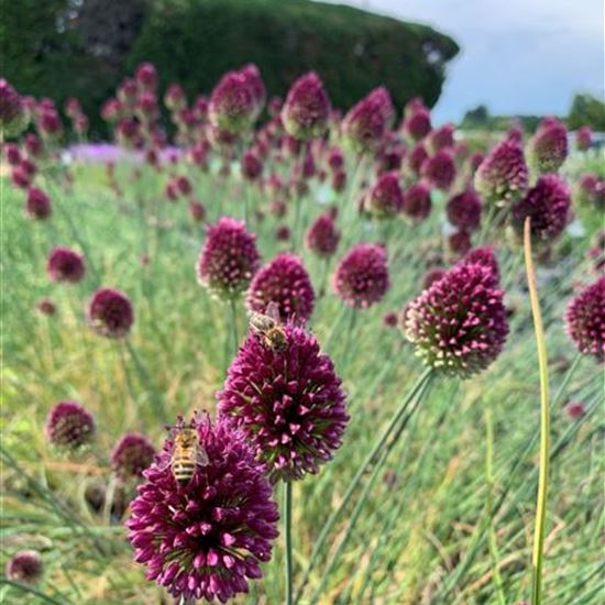 Allium sphaerocephalon Allium sphaerocephalon