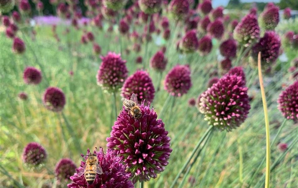 Allium sphaerocephalon Allium sphaerocephalon