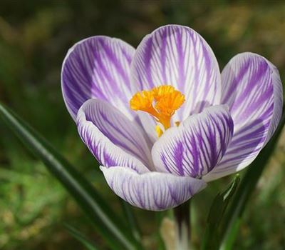 Crocus 'Pickwick'