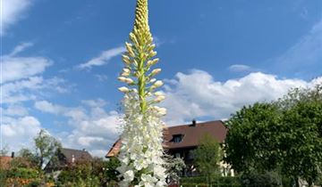 Bildvorschau