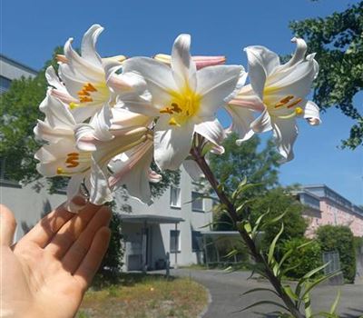 Lilium regale