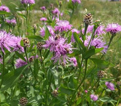 Centaurea jacea