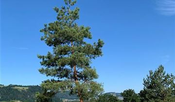 Bildvorschau